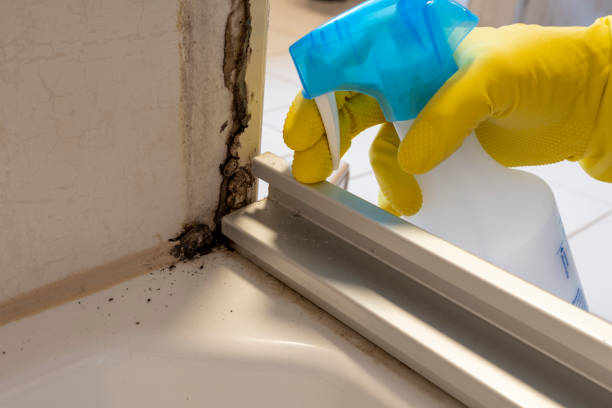 Professional Mold Removal in Stratford, CA