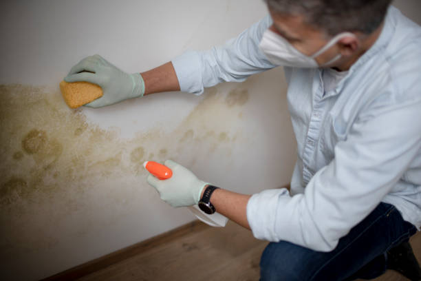 Office Mold Removal Services in Stratford, CA