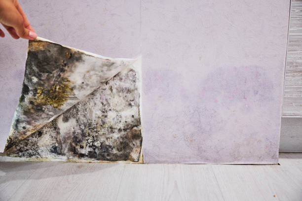 Best Residential Mold Removal  in Stratford, CA